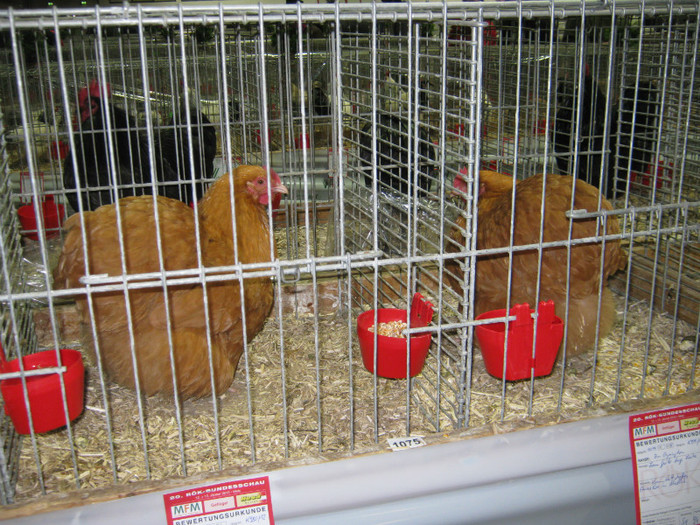 wels_2013_ 127 - Expo-Wels-2013