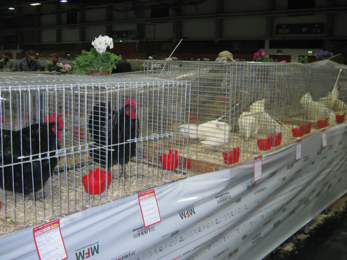 wels_2013_ 128 - Expo-Wels-2013