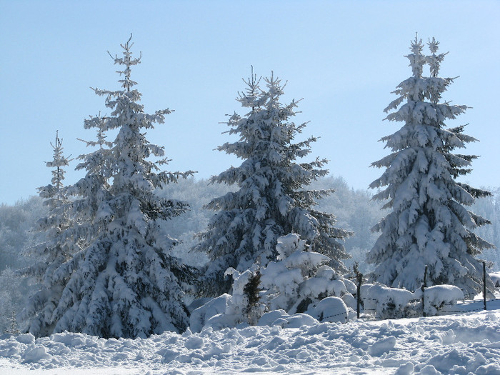 IMG_2957 - Vara - Toamna - Iarna in Transylvania