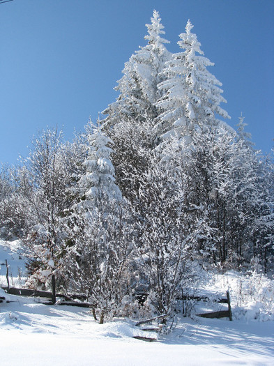 IMG_2958 - Vara - Toamna - Iarna in Transylvania
