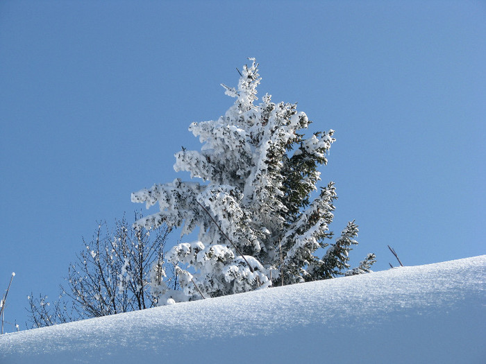 IMG_3001 - Vara - Toamna - Iarna in Transylvania