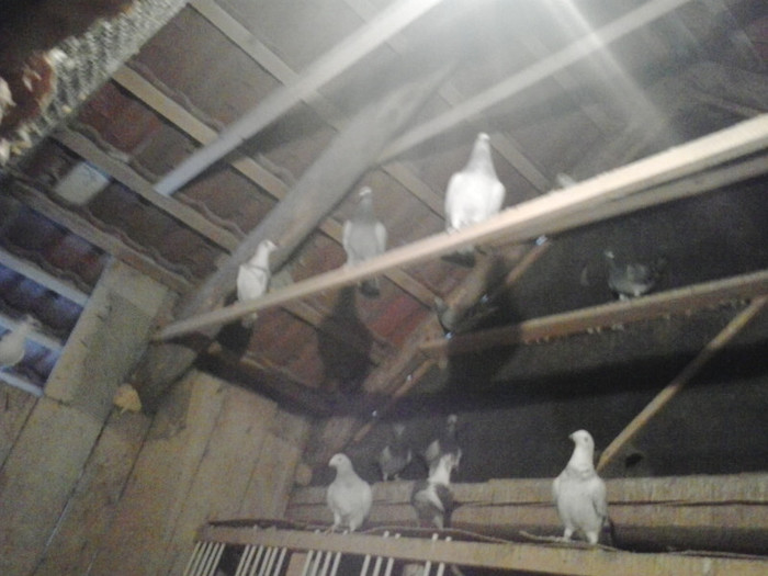 2013-01-15 14.44.55 - Porumbei mei