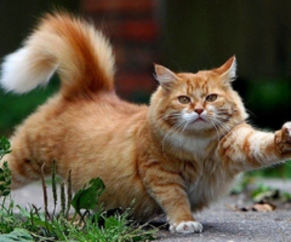 Beautiful-Cat-cats-16096437-1280-800_thumb