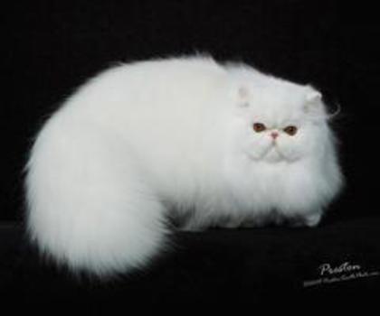 persiancat008_thumb