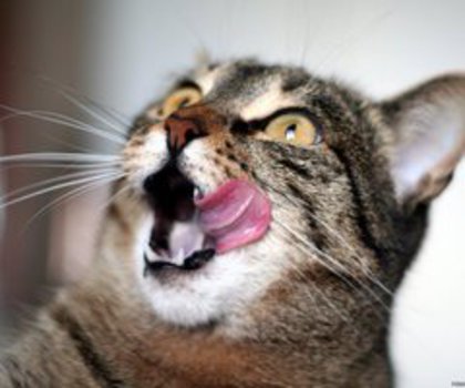 531492_391869154207805_1947408102_n_thumb