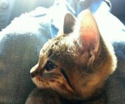 580539_439490126116169_717132228_n_thumb