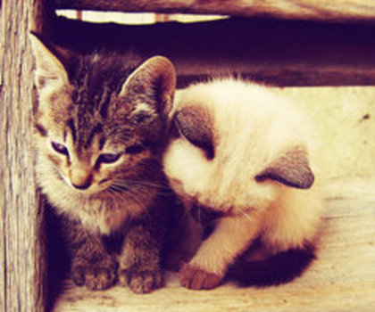 tumblr_mgo5g5kO7X1rka763o1_500_thumb