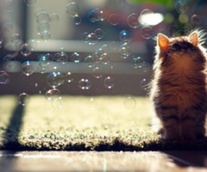 wallpaper-2548494_thumb