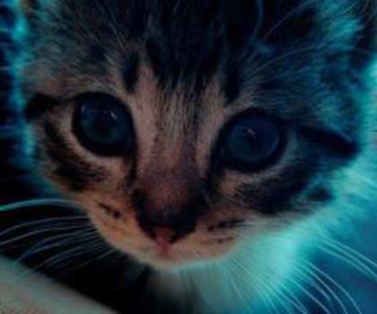 580546_302240909898240_983581204_n_thumb