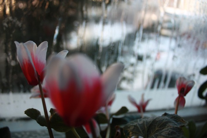 IMG_8760 - Flori Ianuarie