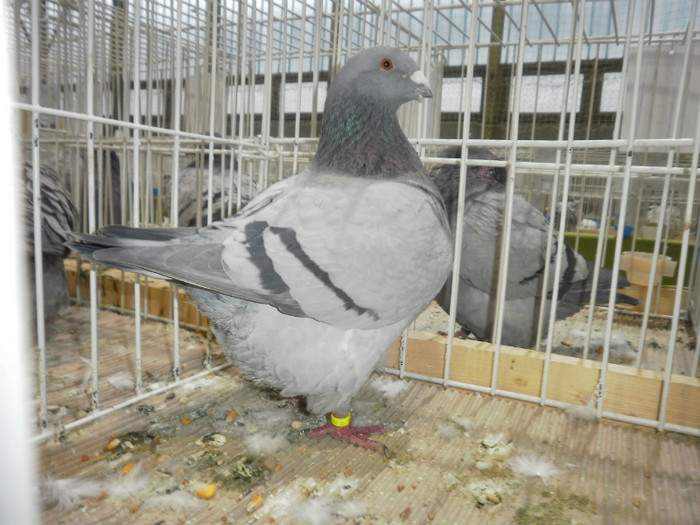 P1120388 - poze expozitie de americani ungaria 13-01-2013