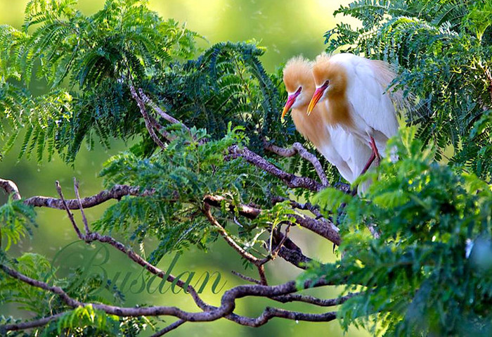 Singuri si "SOLITARI " !!!
