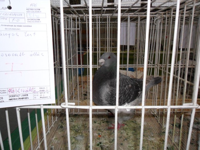 SAM_3905 - 3-POZE DE LA EXPOZITIA CLUBULUI UNGARIEI AMERICAN GIANT HOMER 13-01-2013