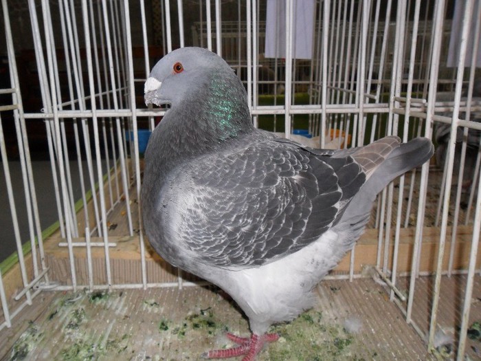 SAM_3906 - 3-POZE DE LA EXPOZITIA CLUBULUI UNGARIEI AMERICAN GIANT HOMER 13-01-2013