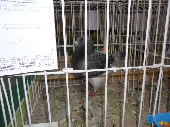 SAM_3907 - 3-POZE DE LA EXPOZITIA CLUBULUI UNGARIEI AMERICAN GIANT HOMER 13-01-2013