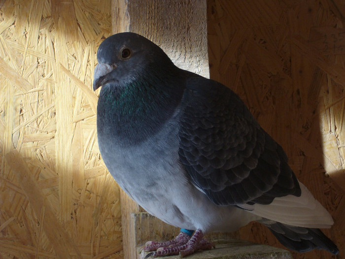 mascul  jos thone 50 % nu este de vanzare - REPRODUCATORI 2013