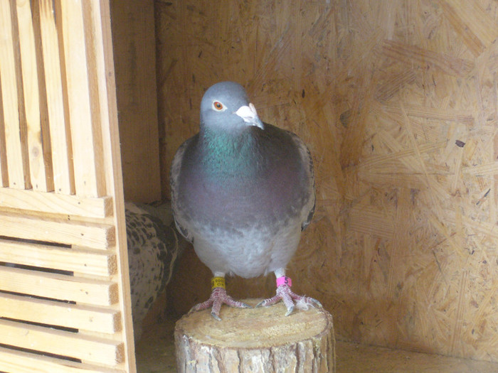 femela petre scorboara