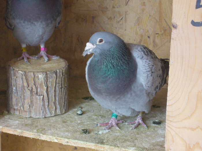 mascul natural bricox 100%