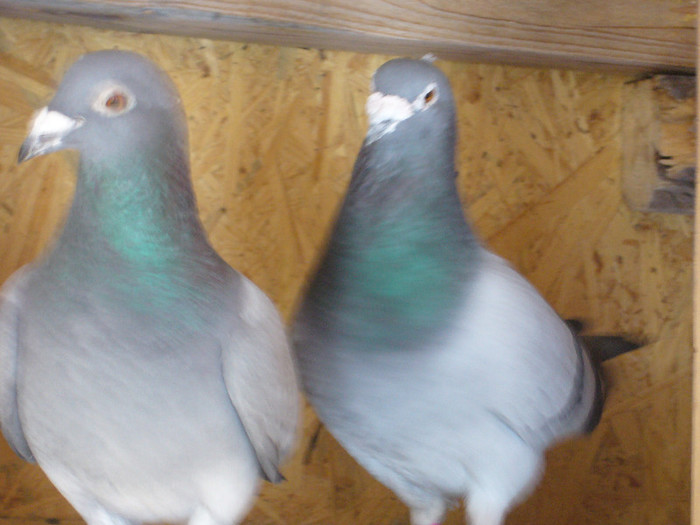 MASCULUL ESTE DE VANZARE