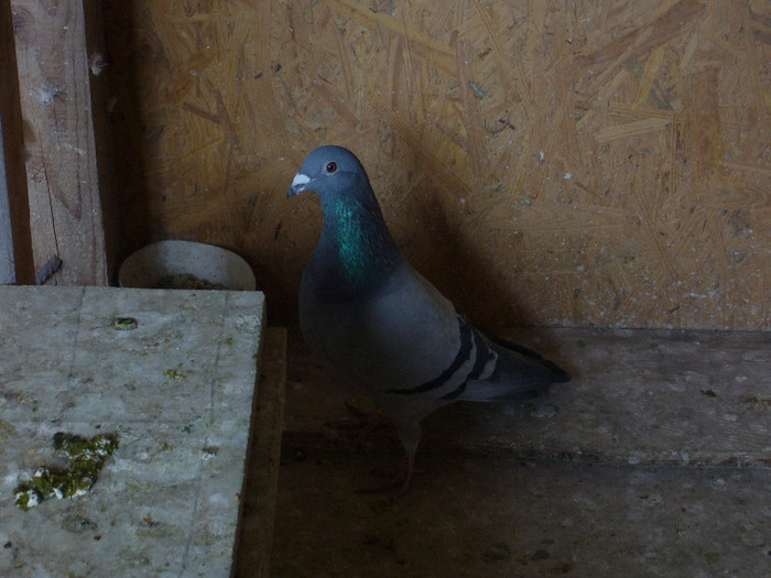 P1060824 - porumbei 2013
