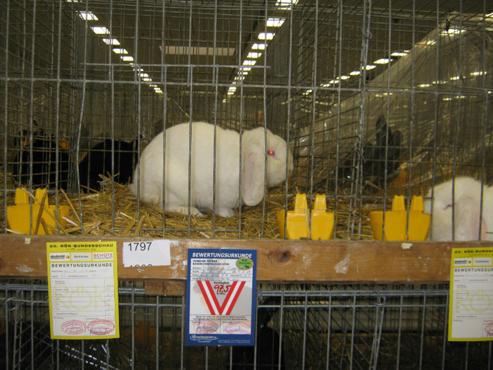 wels_2013_ 214
