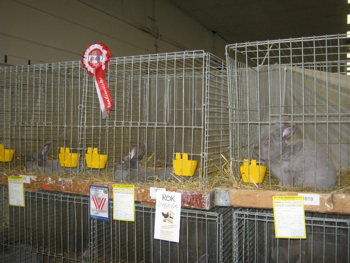 wels_2013_ 217 - Expo-Wels-2013
