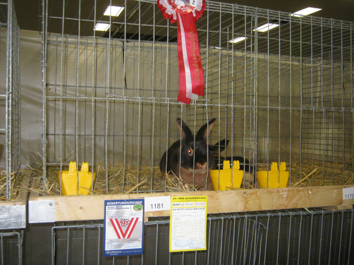 wels_2013_ 225 - Expo-Wels-2013