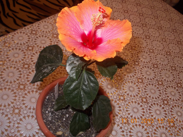 DSCN6096_1576 - Florile mele