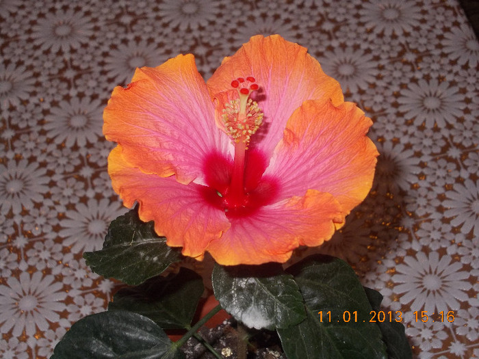 DSCN6098_1578 - Florile mele