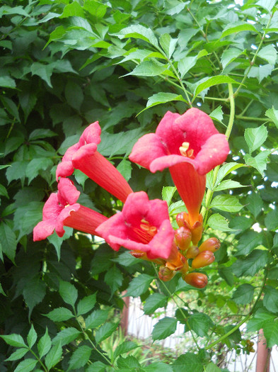 Campis radicans - Gradina 2012