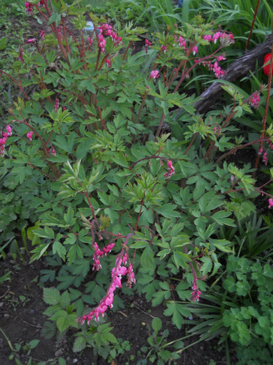 Dicentra - Gradina 2012