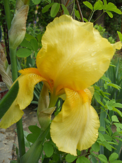 Iris - Gradina 2012