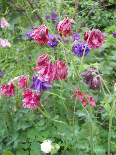 Aquilegia - Gradina 2012