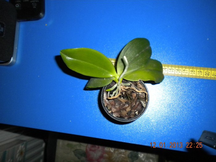 orhideea tetrapsis!