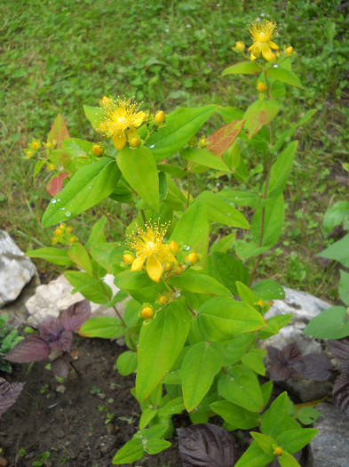 Hypericum calycinum