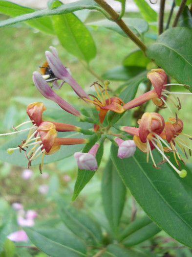 Lonicera