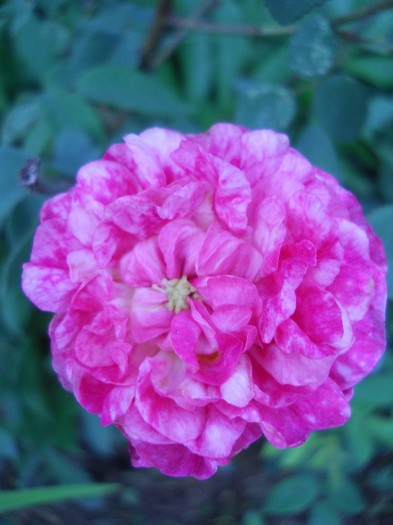 DSCN4370