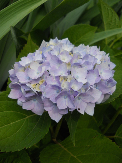 Hortensia