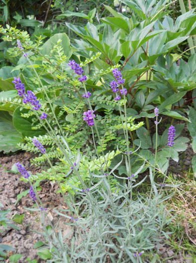 Lavanda