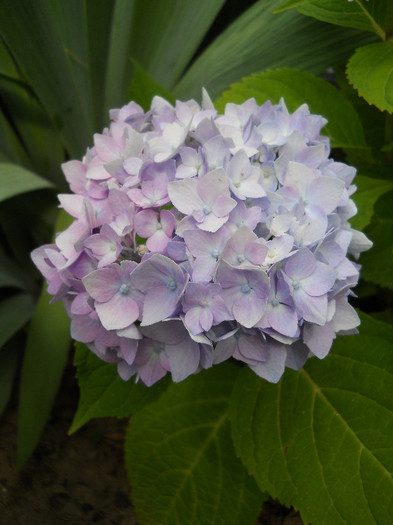 Hortensia