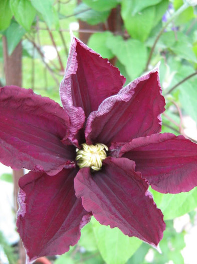 Clematis Rouge Cardinal4 - Clematite