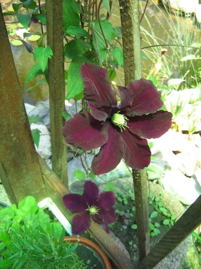 Clematis Rouge Cardinal3 - Clematite