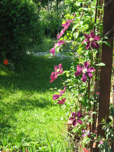 Clematis Rouge Cardinal - Clematite