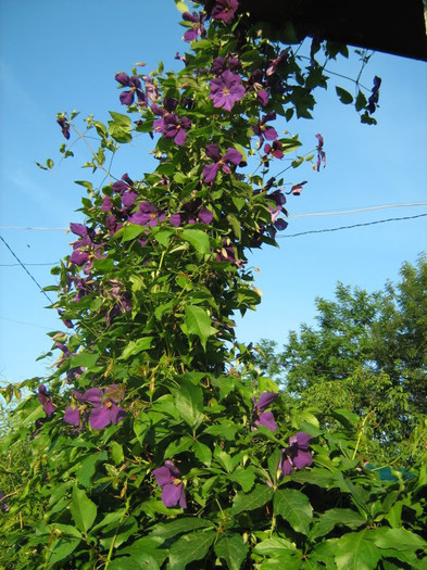 Clematis jackmanii - Clematite