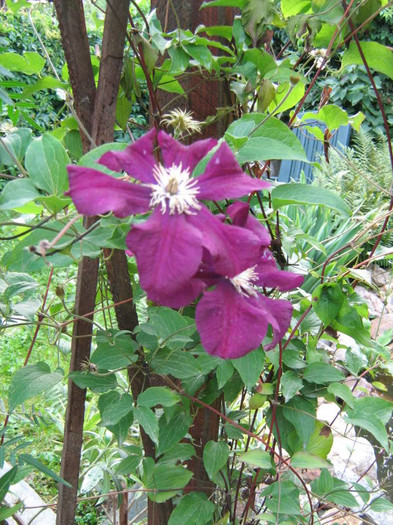 Clematis Rouge Cardinal1 - Clematite