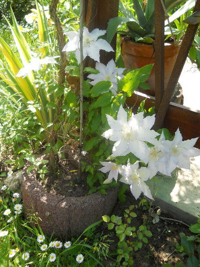 Clematis Madame le Coultre - Clematite