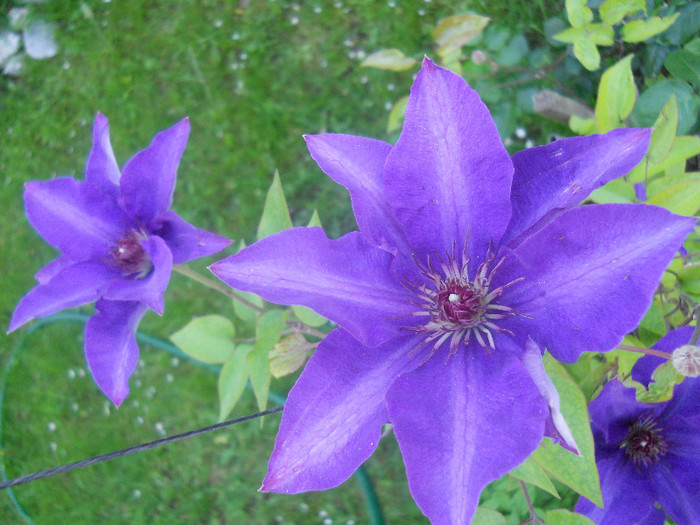 Clematis The President - Clematite