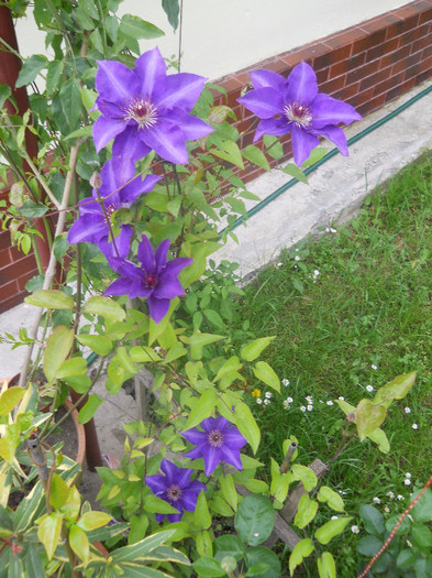 Clematis The President2