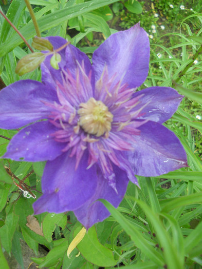 Clematis Multiblue