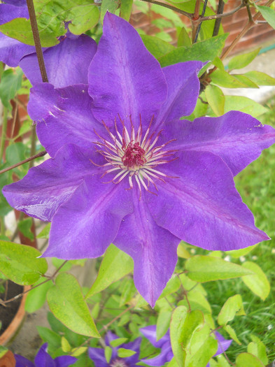 Clematis The President1